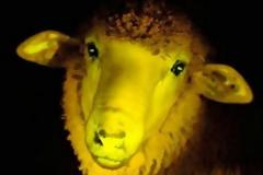 Πρόβατα... φωσφοριζέ παρουσίασαν Ουρουγουανοί επιστήμονες!