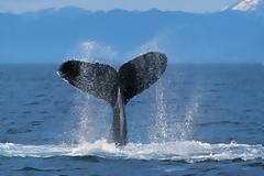 Φάλαινες... οι κοινωνικές