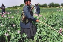 Καταστράφηκαν 6.000 εκτάρια με καλλιέργειες οπιοπαπαρούνας