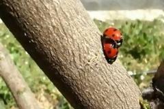 Οι πολεμιστές της φύσης την ώρα της αναπαραγωγής! [video]