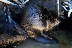 Πήγε για ψάρεμα και πέθανε από επίθεση κάστορα!