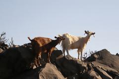 Κατσίκες «καμουφλάζ» σε αγροκτήμα ηρωίνης στην Πάτρα