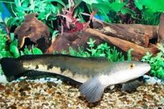 Επικήρυξαν ξενικό ψάρι που ζει έξω από το νερό για ημέρες