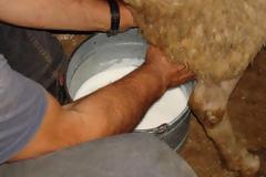 Έκλεψαν το «γάλα» από κτηνοτρόφο στον Αστακό