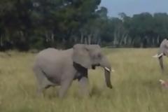 Ελεφαντάκι ανακαλύπτει ότι η μητέρα του έχει πεθάνει ... [video]