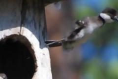 ΥΠΕΡΟΧΕΣ ΕΙΚΟΝΕΣ: Ο νεοσσός προσπαθεί να πετάξει !!!