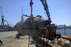 Νεκρή χελώνα στο Ικόνιο