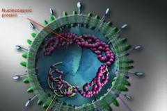 Πέντε νεκροί από συγγενή ιό του SARS