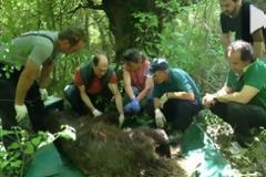 Διάσωση τραυματισμένης αρκούδας στα Γρεβενά [Video]