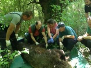 Φωτογραφία για Διάσωση τραυματισμένης αρκούδας στα Γρεβενά [Video]