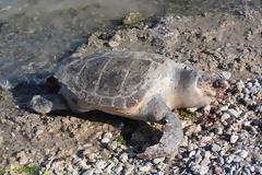 Άλλη μία νεκρή θαλάσσια χελώνα στη Σαλαμίνα