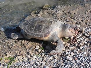 Φωτογραφία για Άλλη μία νεκρή θαλάσσια χελώνα στη Σαλαμίνα