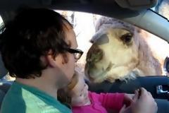 Κοριτσάκι σε ζωολογικό κήπο παραλίγο να γίνει τροφή για καμήλα! [video]