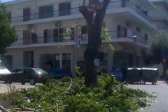 Κατακρεούργηση δένδρων με τη βοήθεια του Δήμου Αγίας Παρασκευής