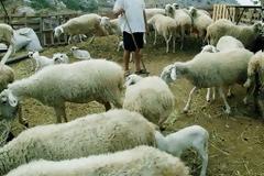 Παρατείνεται η καταβολή της δόσης για δάνεια σε κτηνοτρόφους