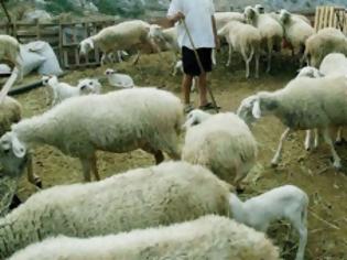 Φωτογραφία για Παρατείνεται η καταβολή της δόσης για δάνεια σε κτηνοτρόφους