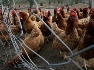 Φωτογραφία για Κίνδυνος από την πώληση στοιβαγμένων σε φορτηγά και σε άθλιες συνθήκες πουλερικών