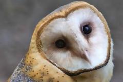 Απίθανη κουκουβάγια γυρίζει το κεφάλι της 180 μοίρες!