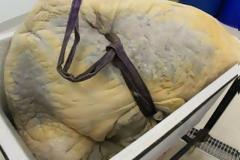 Τι βλέπετε στη φωτογραφία; Μπορείτε να μαντέψετε; Μάλλον... χλωμό!