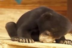 Νυσταγμένα ζώα προσπαθούν (σκληρά!) να μείνουν ξύπνια… [Video]