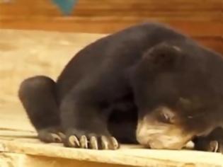 Φωτογραφία για Νυσταγμένα ζώα προσπαθούν (σκληρά!) να μείνουν ξύπνια… [Video]