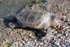 Ακόμα μια νεκρή θαλάσσια χελώνα στη Σαλαμίνα