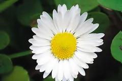 Υγεία: Δύσκολη η εφετινή άνοιξη για τους αλλεργικούς