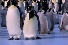 Γκάφες πιγκουίνων που χαρίζουν άφθονο γέλιο! [video]