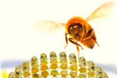 Και σύνθετα μάτια απο τα μυρμήγκια