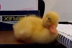 Ζωάκια προσπαθούν...σκληρά να μείνουν ξύπνια! Αστείο βίντεο...