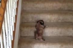 «Κάθε σκαλί... και δύσκολο» για τα κουτάβια! [video]