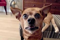 Και τα ζώα ξέρουν από… photobombing!