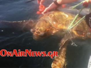 Φωτογραφία για Μεσολόγγι: Διάσωση χελώνας από δίχτυα και παραγάδια