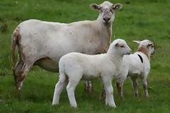 Τι να διαλέξουμε για το πασχαλινό τραπέζι; Αρνί ή κατσίκι;