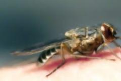 Ετοιμη και η 