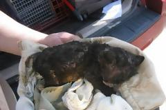 ΣΟΚ: «Έλουσαν» γατάκι με βενζίνη και του έβαλαν φωτιά