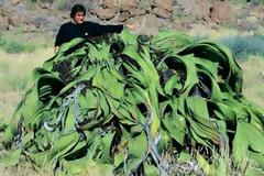 Σπάνιο φυτό μοιάζει με… σωρό σκουπιδιών!