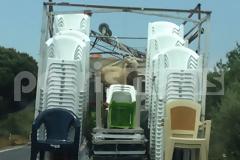 Hλεία: Μεταφορά αρνιού για... Όσκαρ λίγο πριν από τη σούβλα!