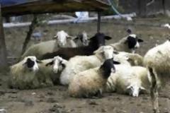 Πήγε να κλέψει αρνί από στάβλο στη Λάρισα.. και συνελήφθη