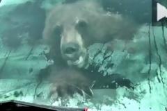 Αρκούδα βρέθηκε στο τιμόνι φορτηγού στην Καλιφόρνια