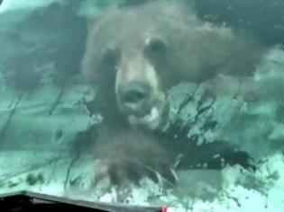 Φωτογραφία για Αρκούδα βρέθηκε στο τιμόνι φορτηγού στην Καλιφόρνια