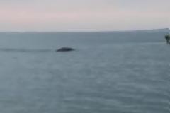 Σάλος με βίντεο που καταγράφει τέρας τύπου... Λοχ Nες σε θάλασσα της Ιρλανδίας