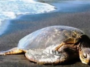 Φωτογραφία για Πάτρα: H θάλασσα ξέβρασε μια τεράστια χελώνα καρέτα-καρέτα