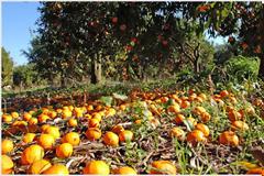 Ηλεία: Κλαίει στην γιορτή του, τον χαμό του παιδιού του - Τον βρήκε νεκρό σε πορτοκαλεώνα!