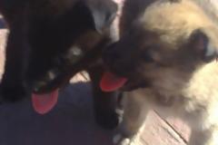 Πάτρα: Xαρίζει κουταβάκια με... κομματικά κριτήρια