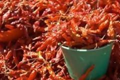 Αυστραλία: Αντιμετώπισε τον ληστή με σάλτσα τσίλι!