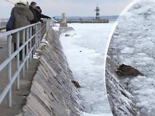 Φωτογραφία για Διάσωση σκύλου καρέ καρέ από παγωμένα νερά