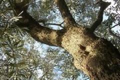 Χτύπησε το κεφάλι του πάνω στην ελιά και πέθανε!