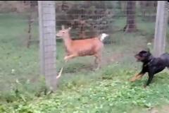 Το ροτβάιλερ και το ελάφι [video]