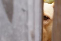 Tραγωδία στη Λάρνακα - Σκύλος δάγκωσε στο λαιμό και σκότωσε 5χρονο αγοράκι